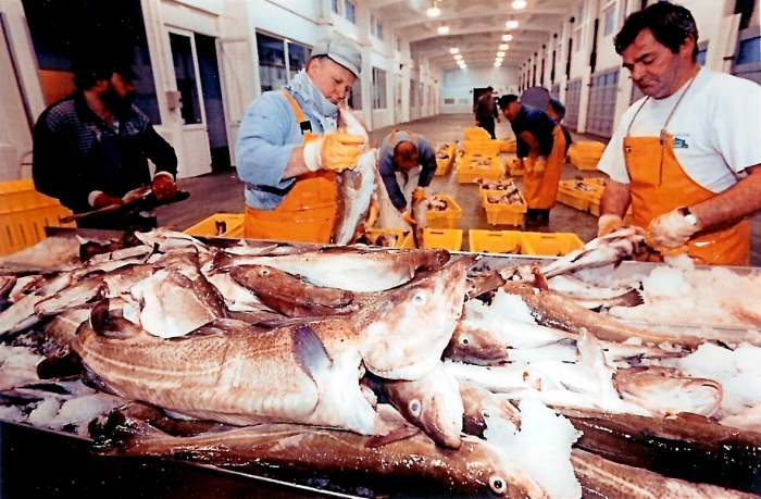 Lossers Nieuwpoort