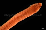 Polychaeta