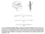 Podotuberculum hofmanni Bakus, 1966, author: van Soest, Rob