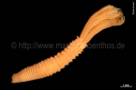 Polychaeta