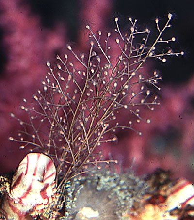 Eudendrium racemosum