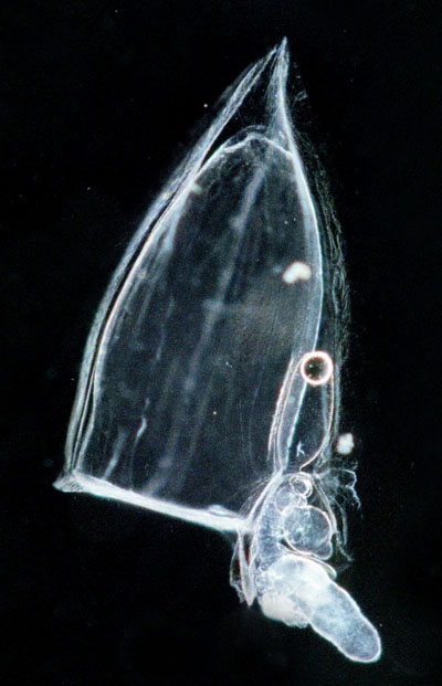 Muggiaea kochii Muggiaea kochii