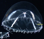 Hydrozoa