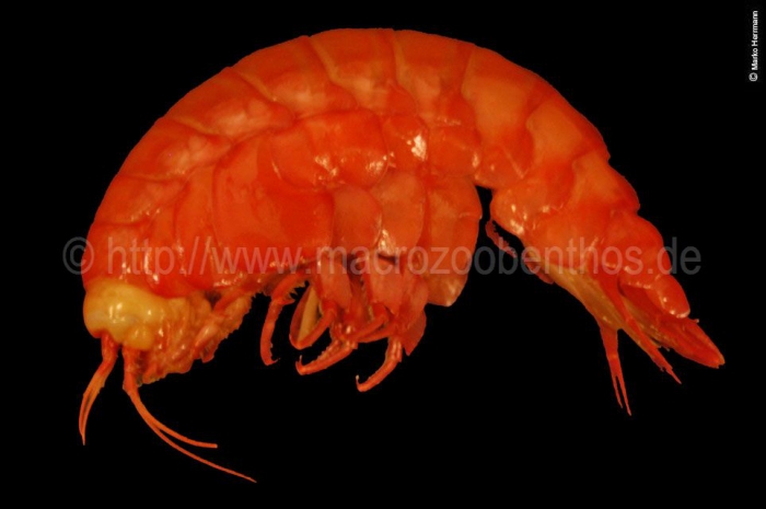 Eurythenes gryllus Eurythenes gryllus