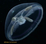 Hydrozoa