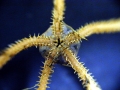Ophiuroidea (brittle stars)
