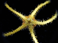 Ophiuroidea (brittle stars)