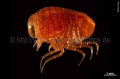 Amphipoda
