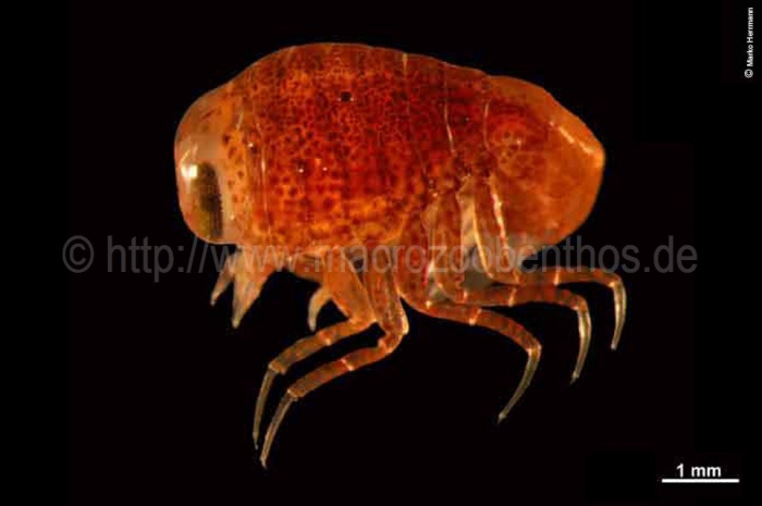 Hyperia galba Hyperia galba