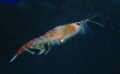 Euphausiacea