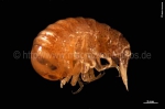 Amphipoda