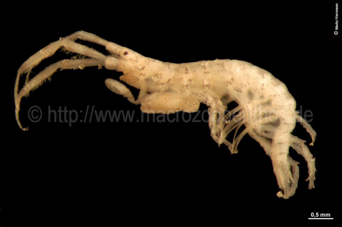 Ischyrocerus megalops Ischyrocerus megalops