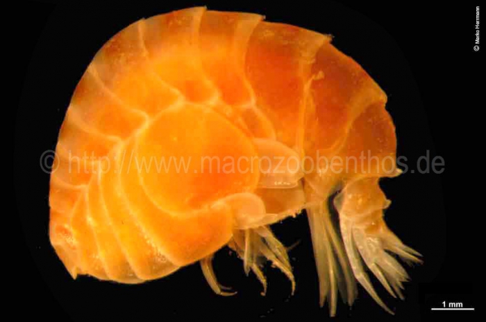 Lepidepecreum umbo Lepidepecreum umbo