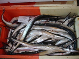 Garfish - Belone belone