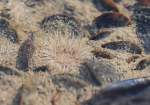 Anthozoa
