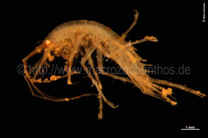 Melphidippa sp. Melphidippa sp.