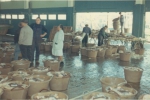 In de vismijn van Zeebrugge rond 1980
