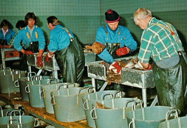 Vis sorteren in vismijn Hanstholm