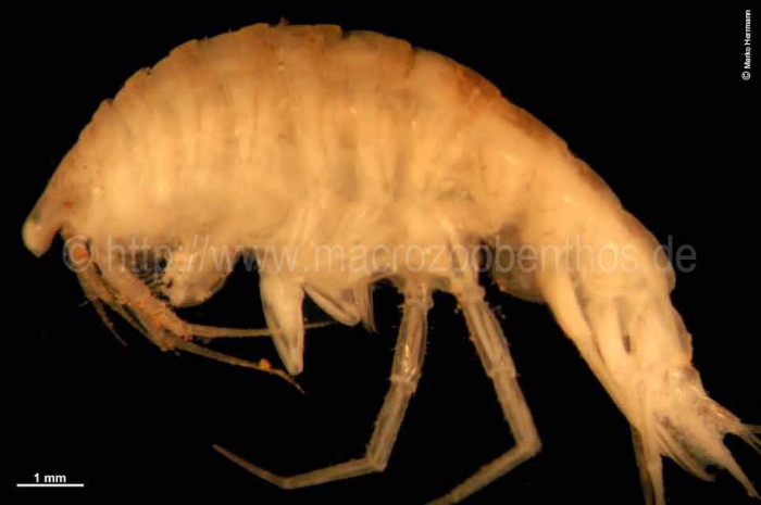 Paroediceros (Oedicerotidae) Paroediceros (Oedicerotidae)