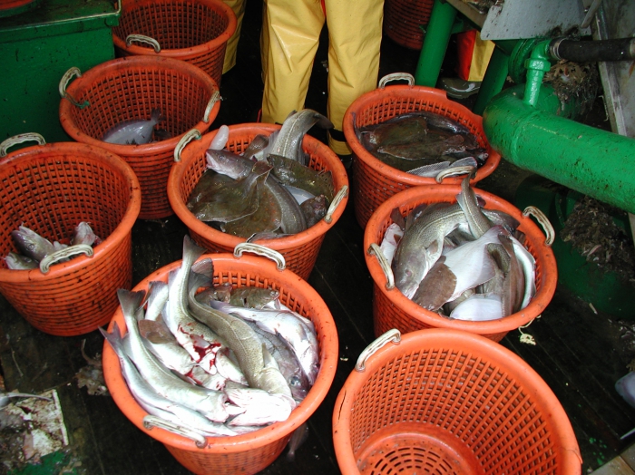 Visvangst in manden aan boord