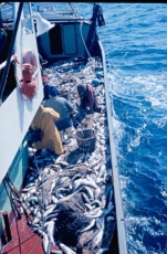 Vissers aan dek met vangst kabeljauwachtigen