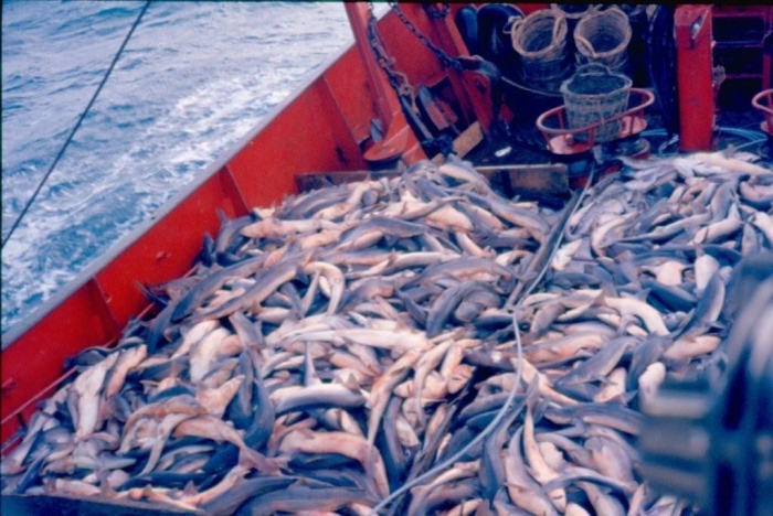 Dek met vangst kabeljauwachtigen