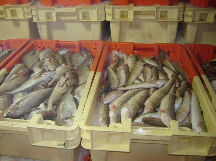 Grote Pieterman (rechts) en Steenbolk (links)