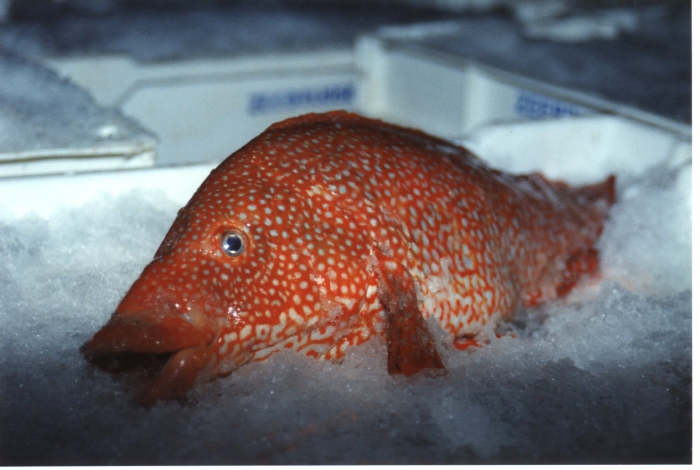 Lipvis gevangen door de Z.91 Noordhinder (bouwjaar 1985)