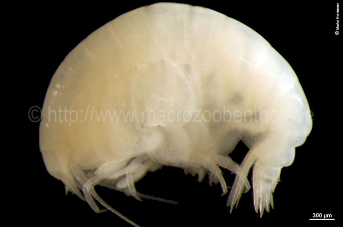 Onisimus edwardsi Onisimus edwardsi