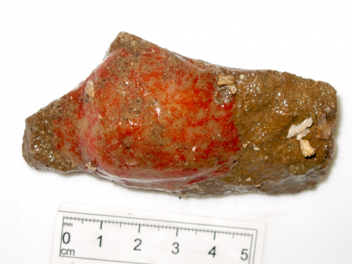 Stomphia coccinea Stomphia coccinea