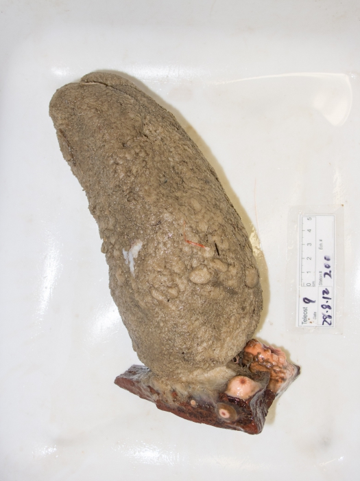 Large sponge on a rock