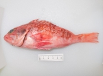 Helicolenus dactylopterus, author: Fisheries and Oceans Canada, Claude Nozes