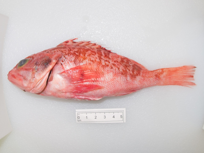Helicolenus dactylopterus Helicolenus dactylopterus
