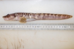 Lycodes polaris (large specimen), author: Fisheries and Oceans Canada, Claude Nozes