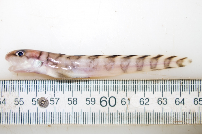 Lycodes lavalaei (small specimen) Lycodes lavalaei (small specimen)