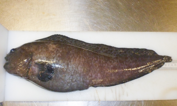 Anarhichas denticulatus Anarhichas denticulatus