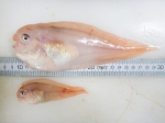 Careproctus reinhardti (large and small), author: Fisheries and Oceans Canada, Claude Nozes