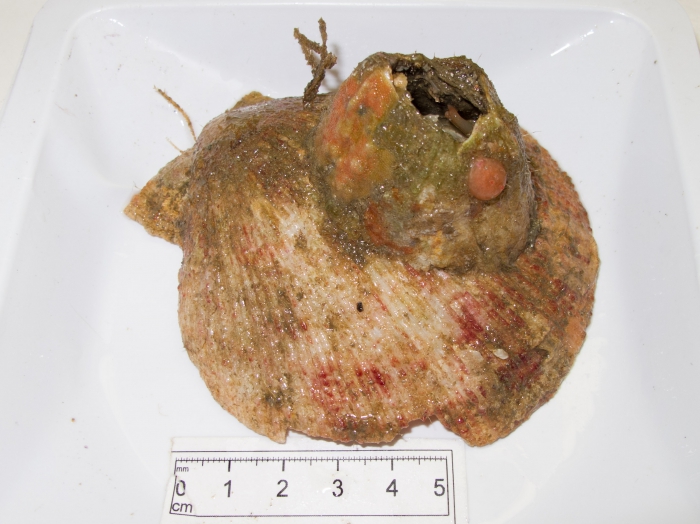 Dendrodoa carnea on shell Dendrodoa carnea on shell