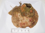 Tunicates