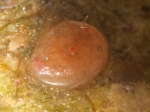 Tunicates