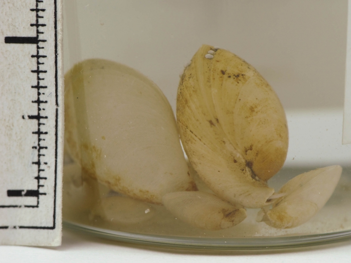 Glaciarcula spitzbergensis Glaciarcula spitzbergensis