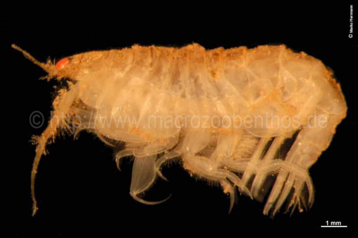 Paroediceros lynceus Paroediceros lynceus
