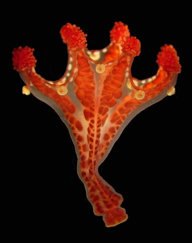 Stalked Medusa Haliclystus californiensis Stalked Medusa Haliclystus californiensis