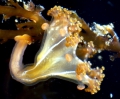 Staurozoa