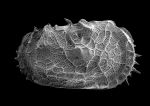 Ostracoda