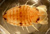 Rocinela maculata, author: Demchenko, Natalia