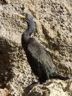 Phalacrocorax aristotelis