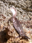 Phalacrocorax aristotelis (juvenile)