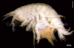 Crustacea (crustaceans)