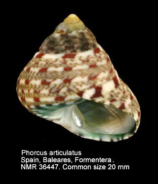 Phorcus articulatus